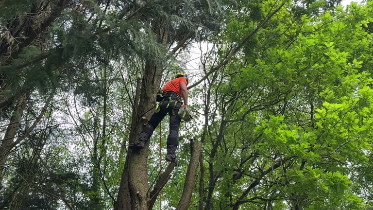 Why Choose Our Tree Removal Services in Winamac, IN?