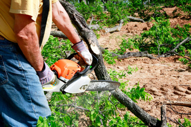 Best Storm Damage Tree Cleanup  in Wamac, IN